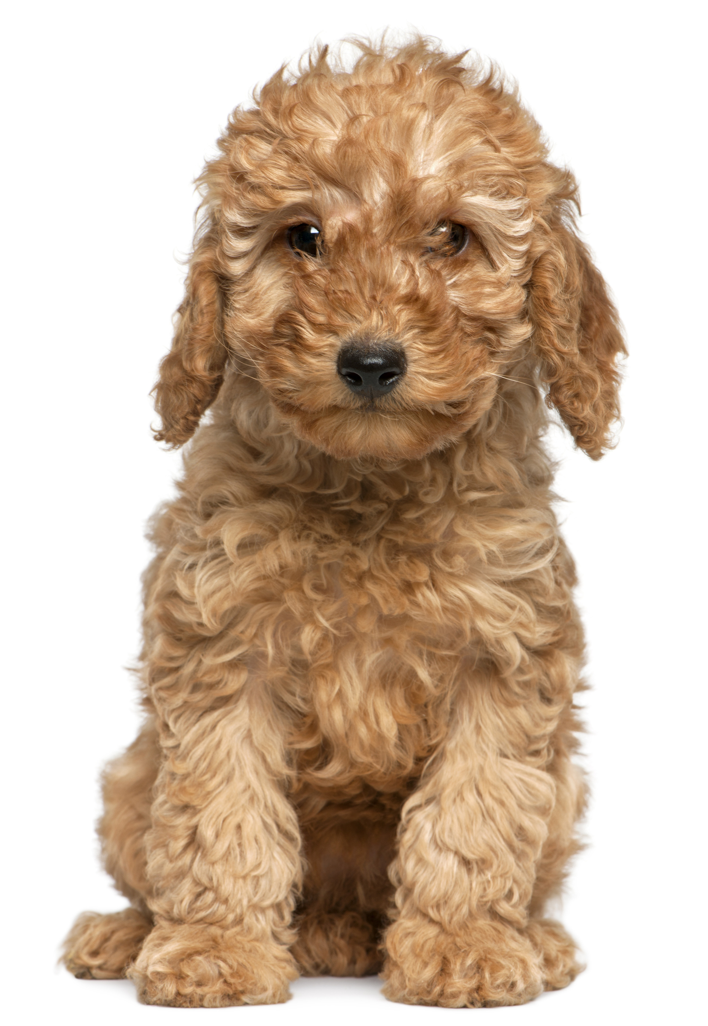 Kathy The Critter Sitter LLC